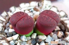 图 生石花冬天怎么养 怎么浇水