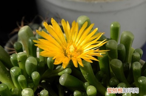 图 多肉植物花瓣怎么养 花瓣掉了怎么办