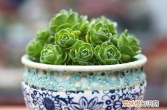 图 多肉植物花瓣怎么养 花瓣掉了怎么办