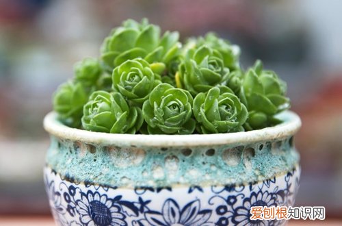 图 多肉植物花瓣怎么养 花瓣掉了怎么办