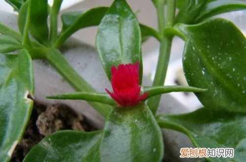 图 多肉植物花瓣怎么养 花瓣掉了怎么办