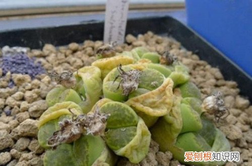 图 多肉冻伤怎么办 多肉冻伤怎么处理