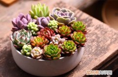 图 多肉冻伤怎么办 多肉冻伤怎么处理