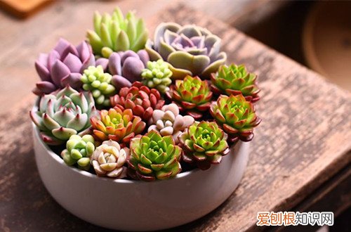 图 多肉冻伤怎么办 多肉冻伤怎么处理