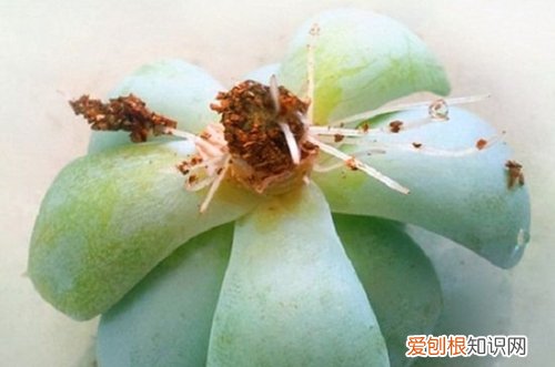 图 多肉怎么发根快 多肉发根要注意什么事项