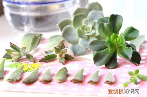 图 多肉怎么发根快 多肉发根要注意什么事项