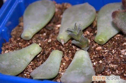 图 多肉怎么发根快 多肉发根要注意什么事项