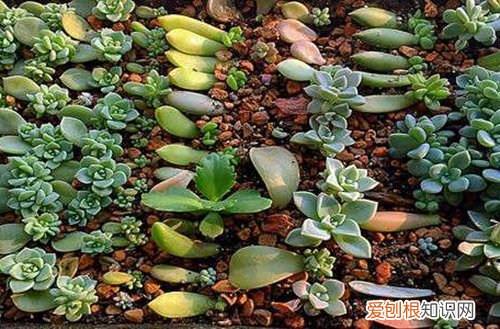 图 多肉发根后怎么办 多肉发根后可以浇水吗