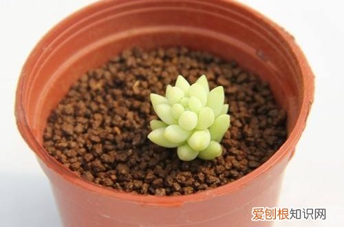 图 多肉发根后怎么办 多肉发根后可以浇水吗