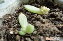 图 多肉发根后怎么办 多肉发根后可以浇水吗