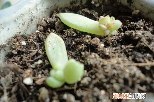 图 多肉发根后怎么办 多肉发根后可以浇水吗