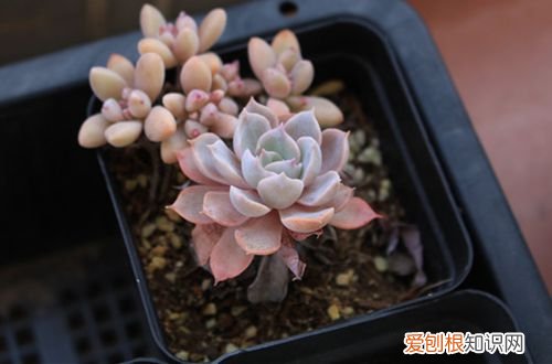 图 多肉植物蓝石莲怎么养 多肉植物蓝石莲的养殖方法和注意事项