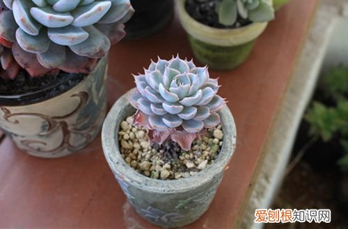 图 多肉植物蓝石莲怎么养 多肉植物蓝石莲的养殖方法和注意事项