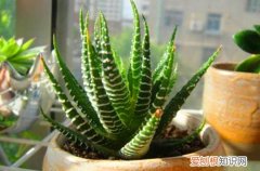 图 条纹十二卷怎么养 条纹十二卷的养殖方法和注意事项