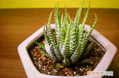 图 条纹十二卷怎么养 条纹十二卷的养殖方法和注意事项