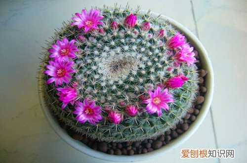 图 什么仙人球开花好看 开花好看的仙人球有哪些