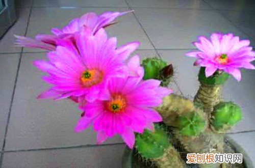 图 什么仙人球开花好看 开花好看的仙人球有哪些