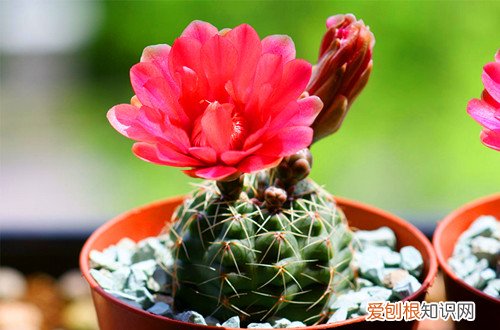 图 什么仙人球开花好看 开花好看的仙人球有哪些