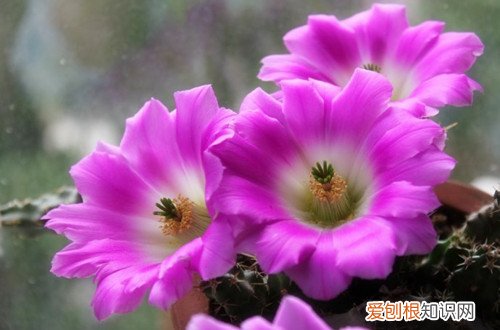 图 什么仙人球开花好看 开花好看的仙人球有哪些