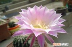 图 什么仙人球开花好看 开花好看的仙人球有哪些