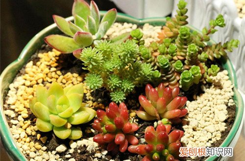 图 多肉的叶子一碰就掉是怎么回事 多肉的叶子一碰就掉怎么办