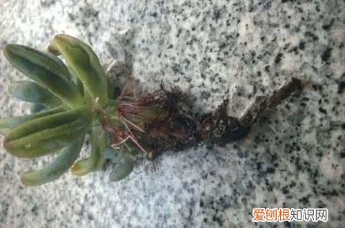 图 多肉的叶子一碰就掉是怎么回事 多肉的叶子一碰就掉怎么办