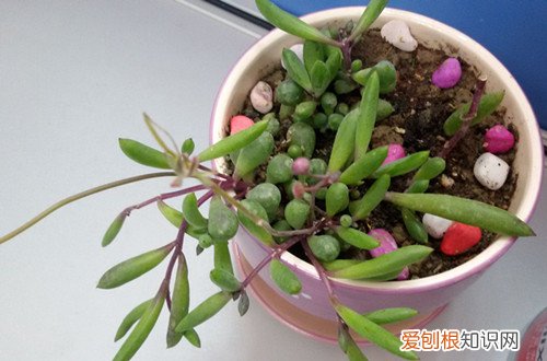 图 多肉的叶子一碰就掉是怎么回事 多肉的叶子一碰就掉怎么办