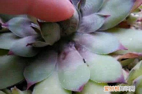 图 多肉的叶子一碰就掉是怎么回事 多肉的叶子一碰就掉怎么办
