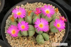 图 怎样养好生石花 如何养好生石花