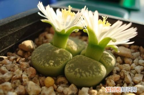 图 怎样养好生石花 如何养好生石花