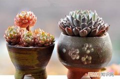 图 没有阳光怎么养多肉 没有太阳怎么养多肉