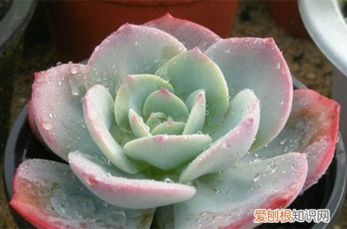 图 没有阳光怎么养多肉 没有太阳怎么养多肉