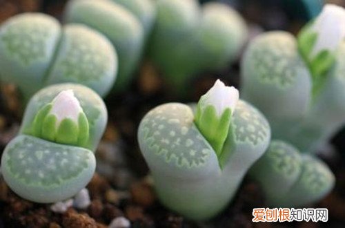 图 生石花用什么介质养 生石花怎么配土、用土配比