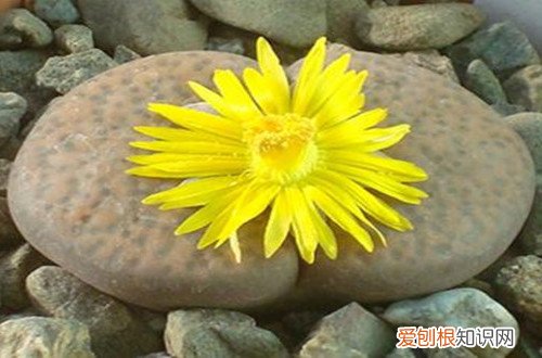 图 生石花用什么介质养 生石花怎么配土、用土配比