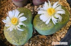 图 生石花用什么介质养 生石花怎么配土、用土配比