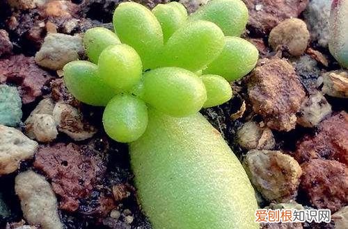 图 绿龟之卵怎么叶插 绿龟之卵叶插方法