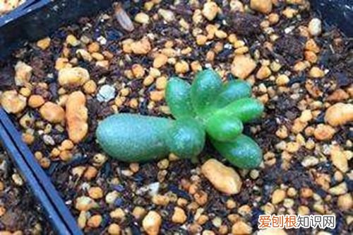 图 绿龟之卵怎么叶插 绿龟之卵叶插方法