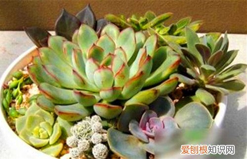 图 多肉植物多久浇一次水 多肉植物需要天天喷水吗