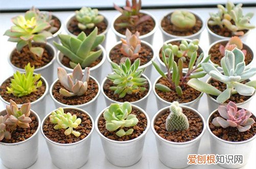 图 多肉植物多久浇一次水 多肉植物需要天天喷水吗