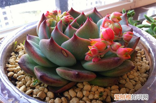 图 多肉植物多久浇一次水 多肉植物需要天天喷水吗