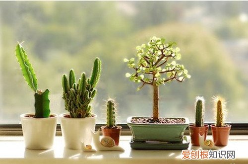 图 仙人球冬天要浇水吗 仙人球冬天怎么浇水