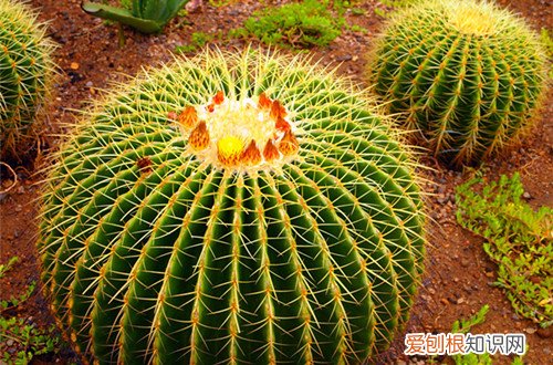 图 仙人球冬天要浇水吗 仙人球冬天怎么浇水