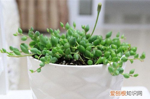 图 多肉情人泪怎么养 多肉情人泪的养殖方法和注意事项