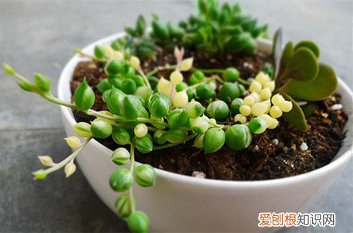 图 多肉情人泪怎么养 多肉情人泪的养殖方法和注意事项