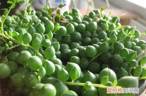 图 多肉情人泪怎么养 多肉情人泪的养殖方法和注意事项