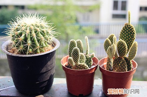图 仙人球冬天会冻死吗 仙人球冬天怎么养