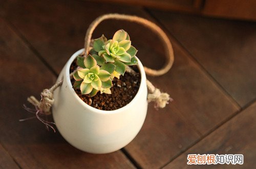 图 多肉植物冬天会冻死吗 多肉植物冬天怎么养护
