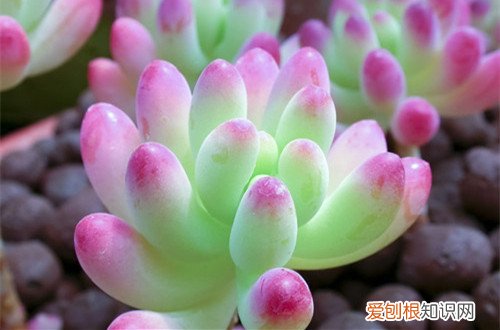 图 多肉植物冬天会冻死吗 多肉植物冬天怎么养护
