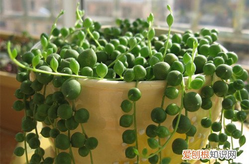 图 多肉佛珠怎么养 多肉佛珠的养殖方法和注意事项