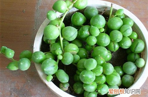 图 多肉佛珠怎么养 多肉佛珠的养殖方法和注意事项